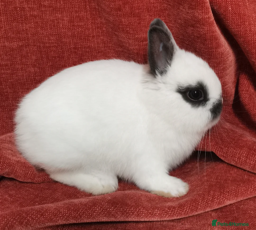 Netherland Dwarf rabbits for sale: Tiny Netherland Dwarf - LAST ONE + Hay/Food/Treats - Advert 1