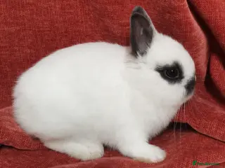 Netherland Dwarf rabbits Tiny Netherland Dwarf - LAST ONE + Hay/Food/Treats - Advert 10