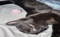 British Shorthair cats for sale: FREE 2 month old kitten - Image 7