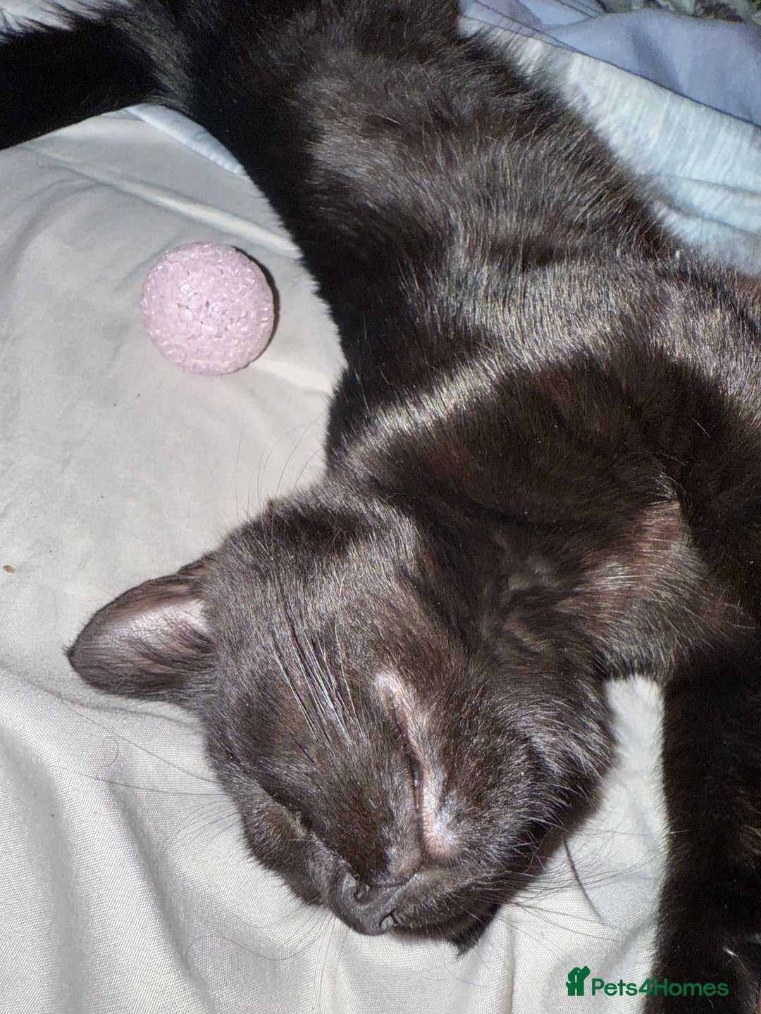 British Shorthair cats for sale: FREE 2 month old kitten - Image 7