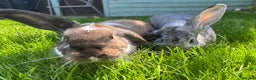 Mixed Breed rabbits for sale: 2 female rabbits  - Advert 1
