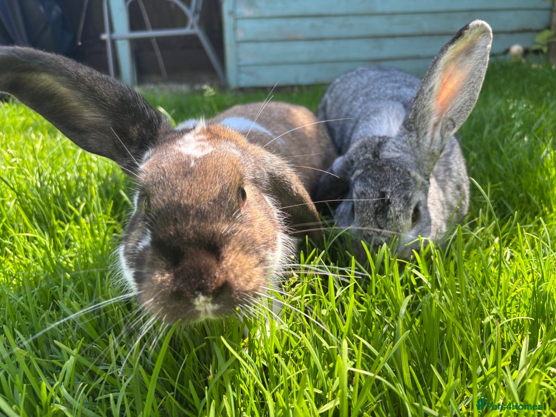 Mixed Breed rabbits for sale: 2 female rabbits  - Advert 1