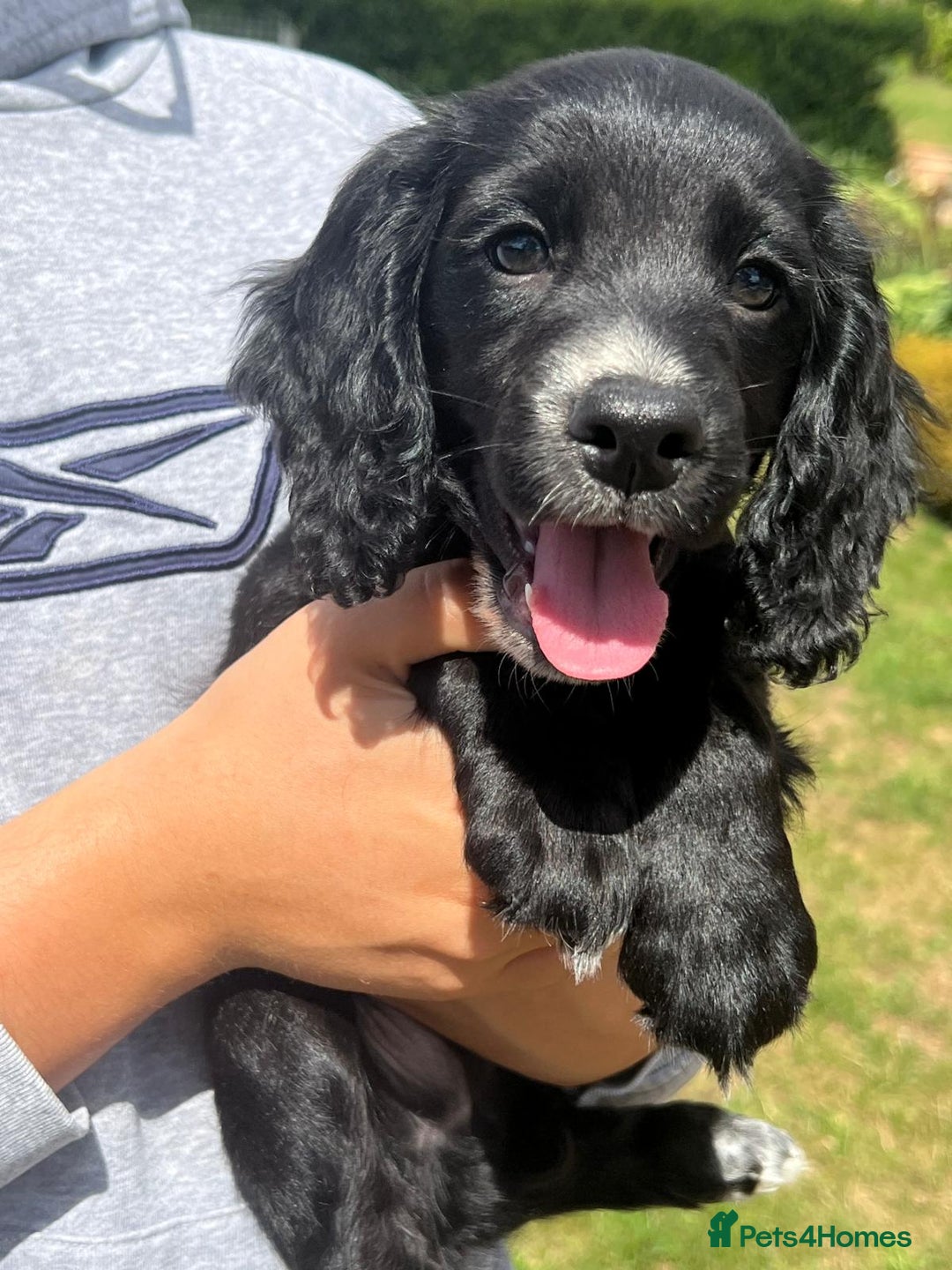 Cocker Spaniel dogs for sale: ⭐️READY TO GO!⭐️KC REG COCKER SPANIEL AGILITY FTC - Image 1