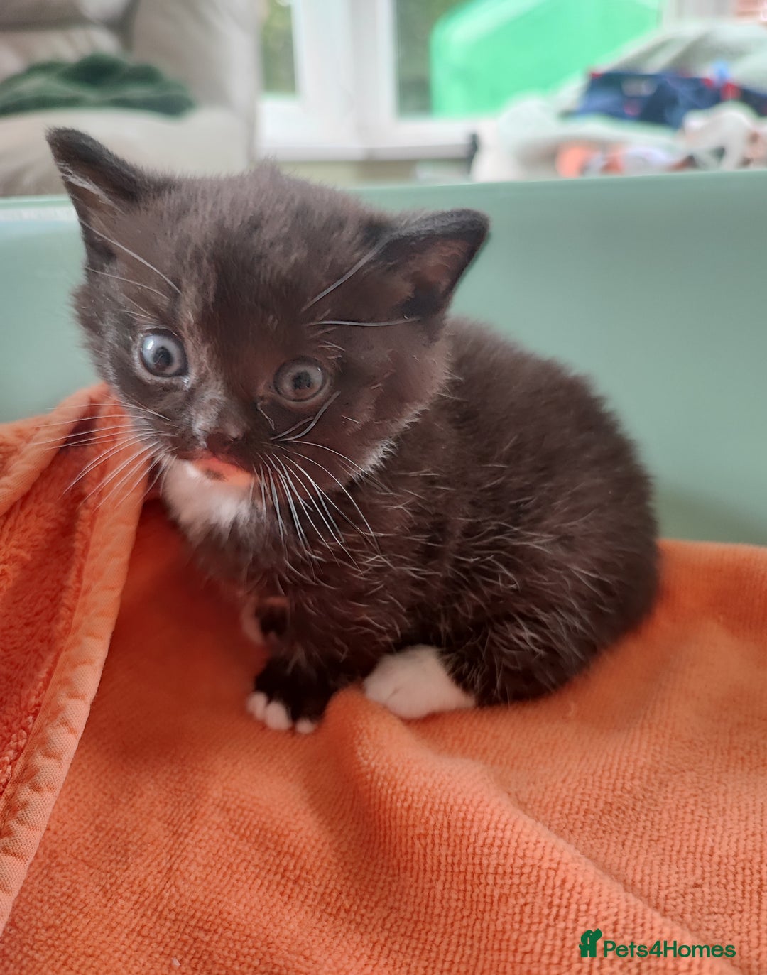 Munchkin cats for sale: Munchkin x Devon rex  - Image 2