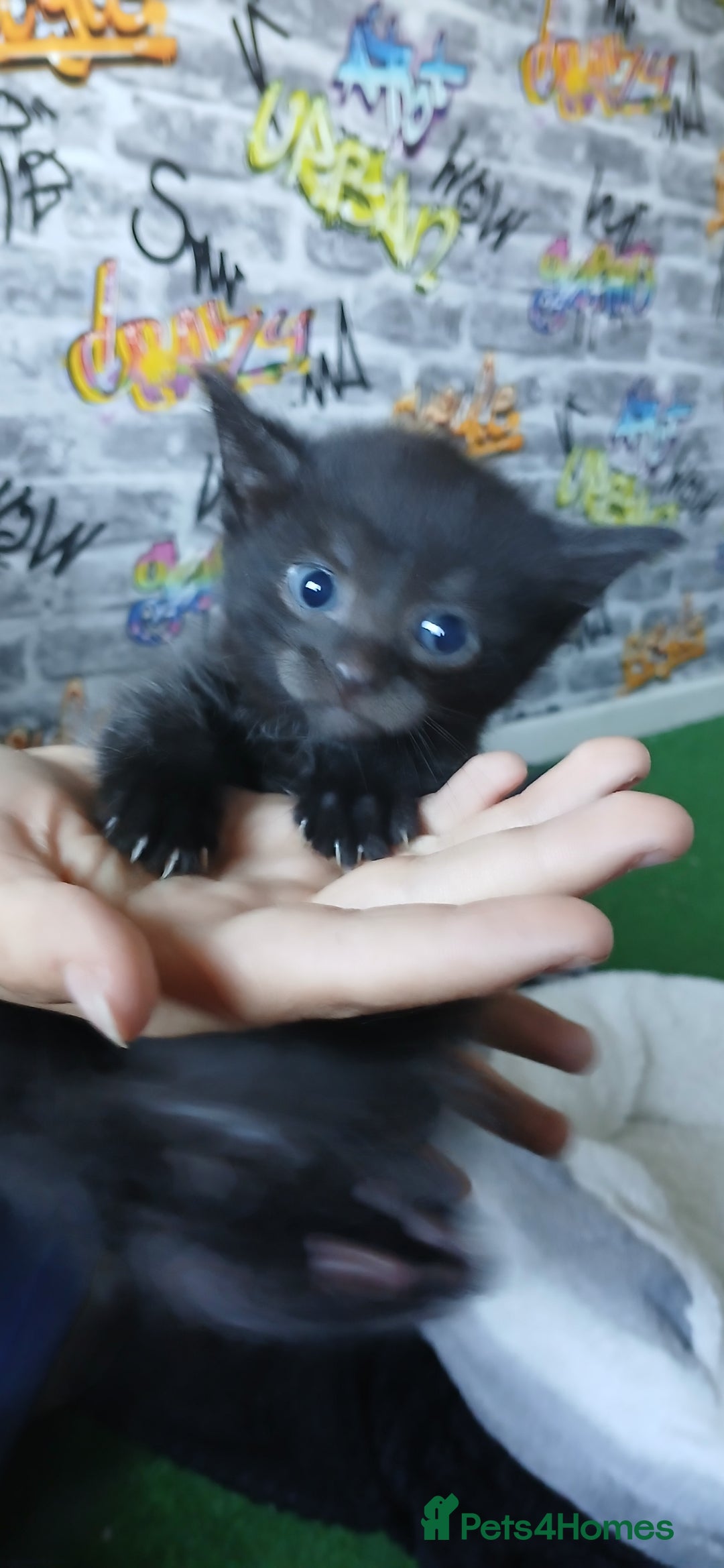 British Shorthair cats for sale: 3 beautiful kittens - Image 15