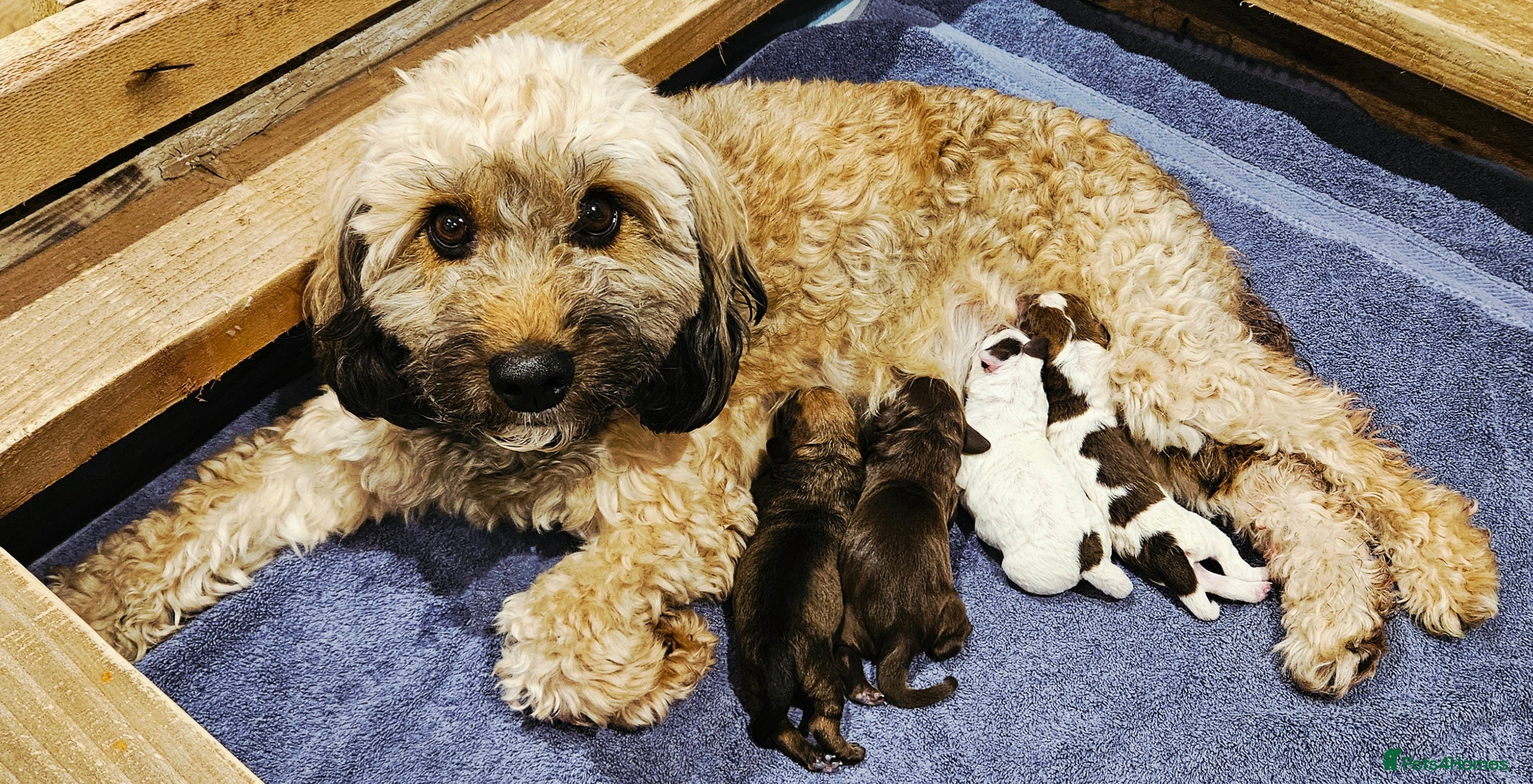 Mixed Breed dogs Beautiful Jackapoo puppies for sale- Available now - Advert 1