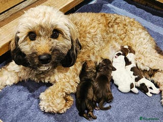 Mixed Breed dogs Beautiful Jackapoo puppies for sale- Available now - Advert 2