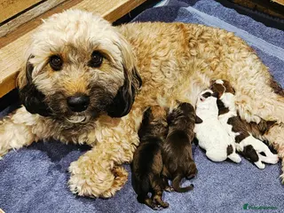 Mixed Breed dogs Beautiful Jackapoo puppies for sale- Available now - Advert 2