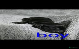 Cocker Spaniel dogs for sale: Cocker spaniel puppies - Advert 3