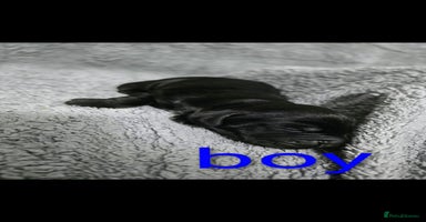 Cocker Spaniel dogs Cocker spaniel puppies - Advert 4