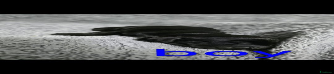 Cocker Spaniel Puppy 1