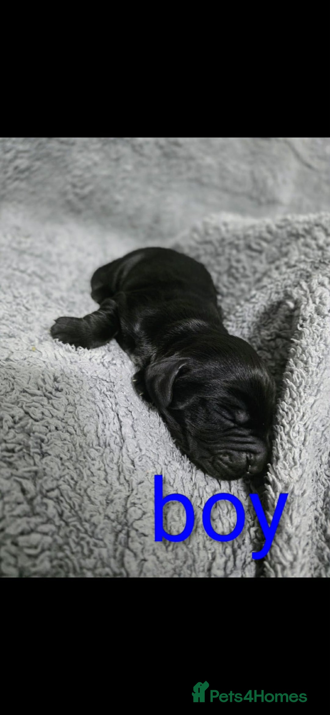 Cocker Spaniel dogs for sale: Cocker spaniel puppies - Advert 3