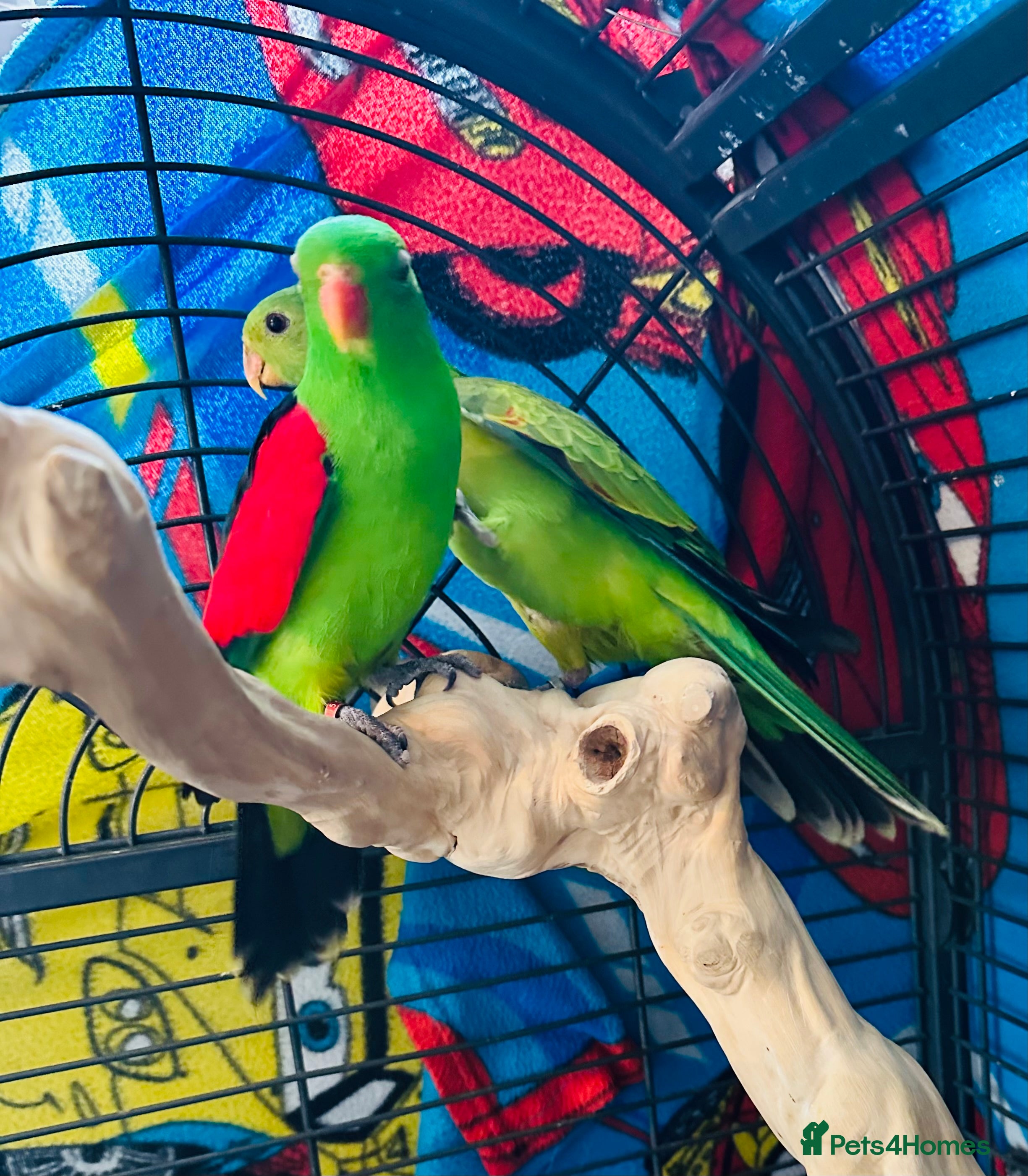 Parrots birds Pair of Crimson Wing  - Advert 14