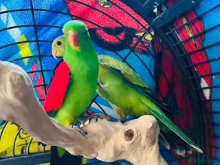 Parrots birds Pair of Crimson Wing - Advert 2