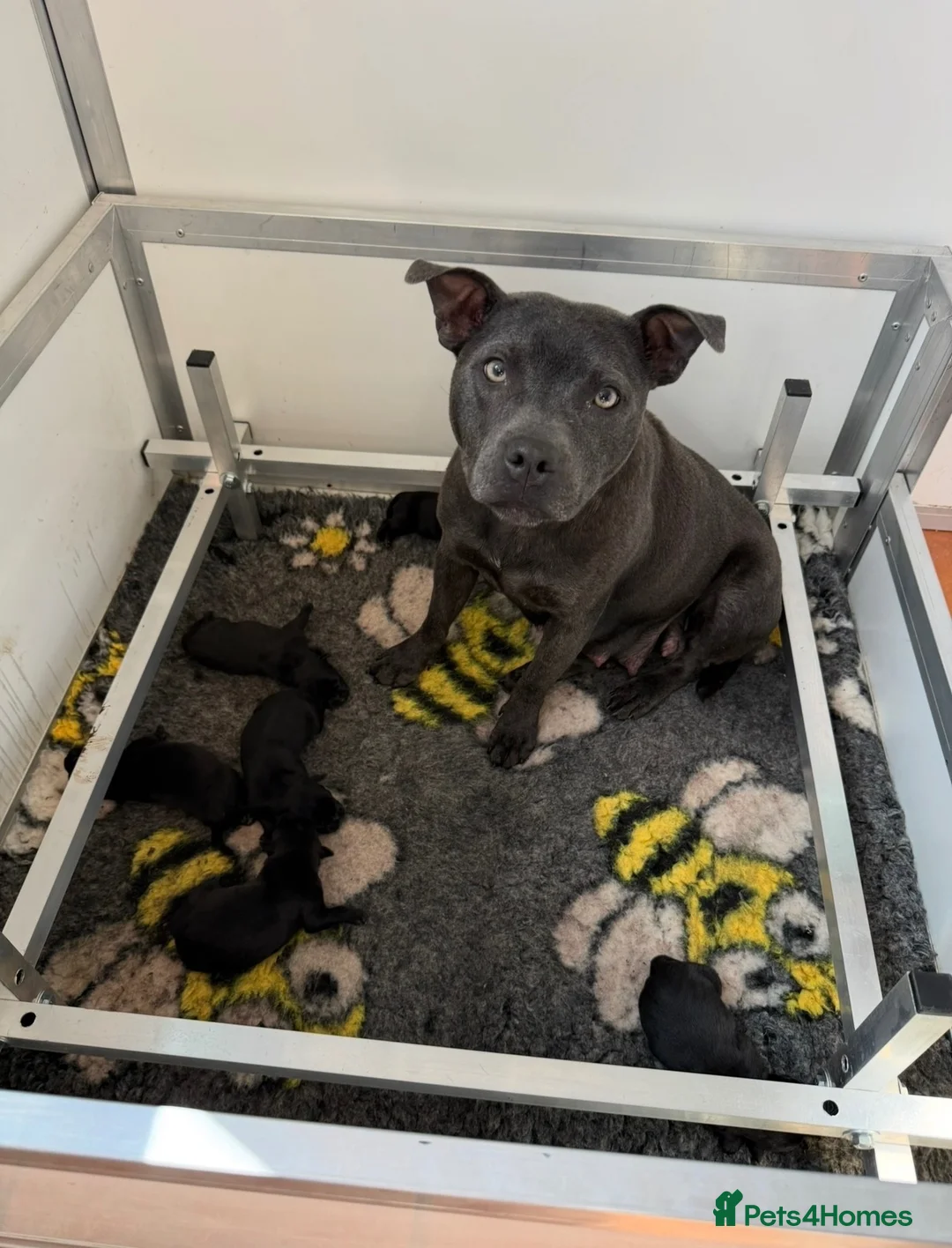 Staffordshire Bull Terrier dogs for sale: KC Black Puppies Ready Now - Advert 36