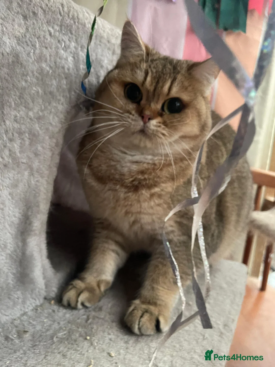 British Shorthair cats for sale: Retired breeding cats for rehoming all neutered - Advert 5