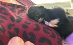 Mixed Breed cats for sale: Black and white kittens  - Image 13