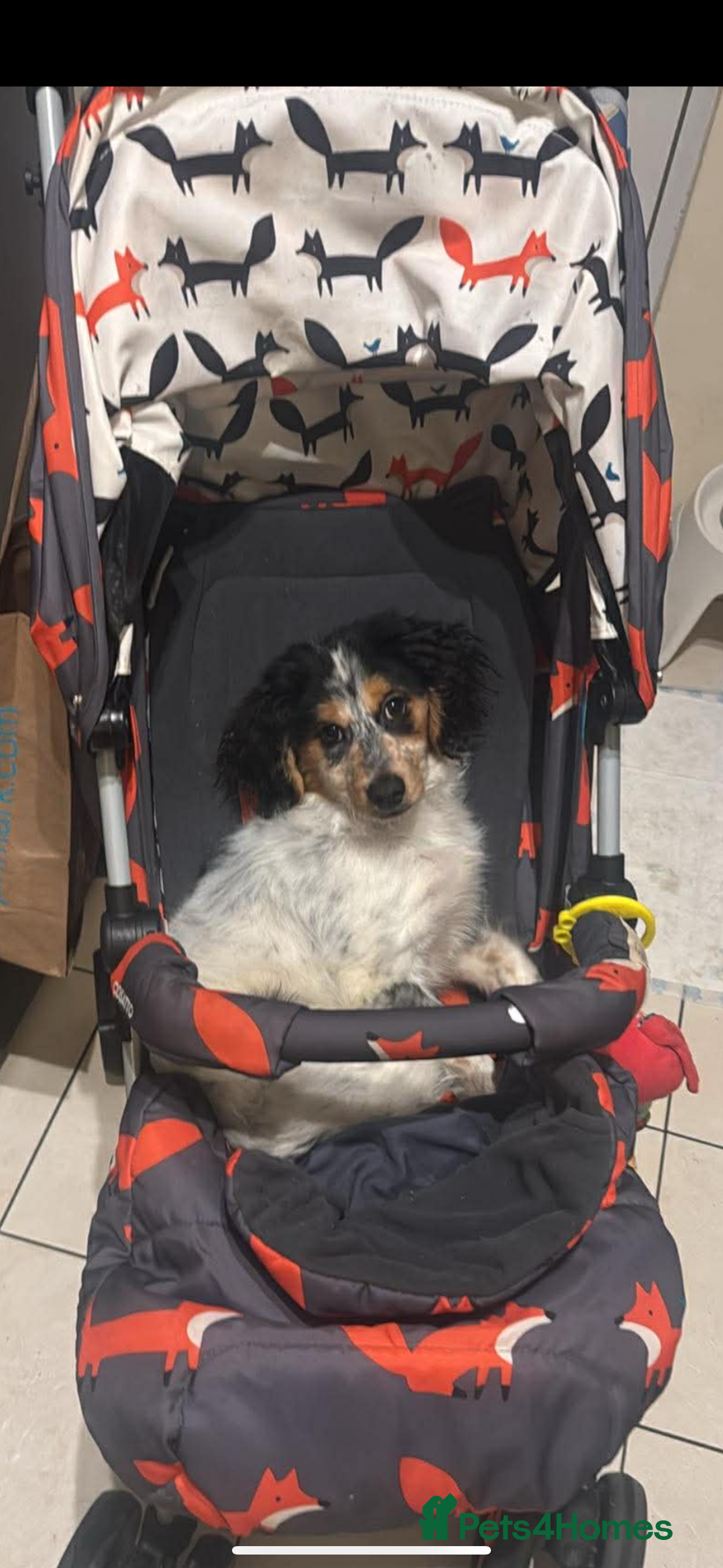 Mixed Breed dogs 4 month old Milo - Advert 1