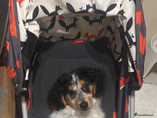 Mixed Breed dogs 4 month old Milo - Advert 2