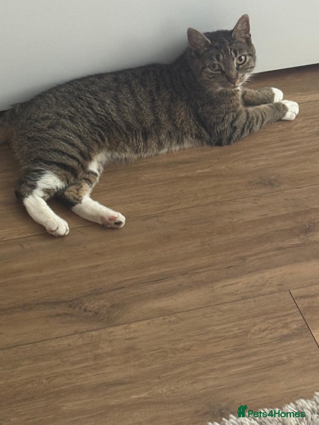Domestic Shorthair cats for sale: Beautiful female tabby cat for sale  - Image 5