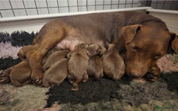 Patterdale Terrier dogs for sale: Chocolate Patterdale terrier pups  - Image 1