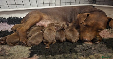 Patterdale Terrier dogs - Advert 5