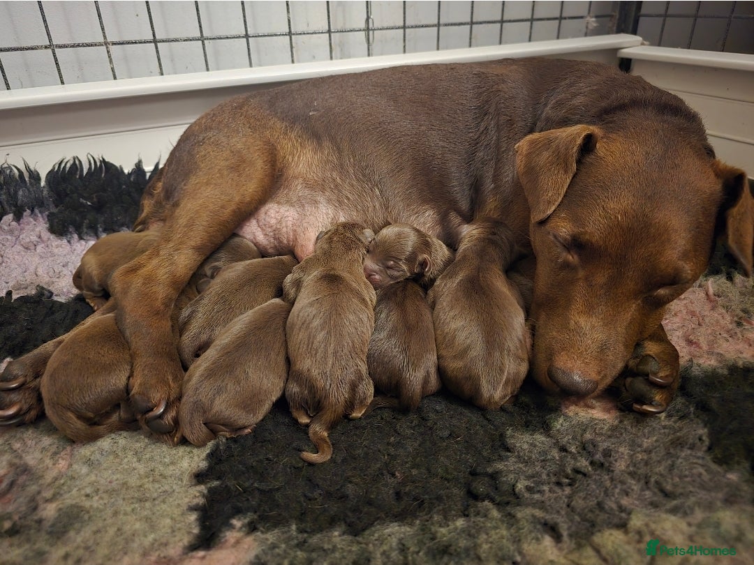 Patterdale Terrier dogs for sale: Chocolate Patterdale terrier pups  - Image 1