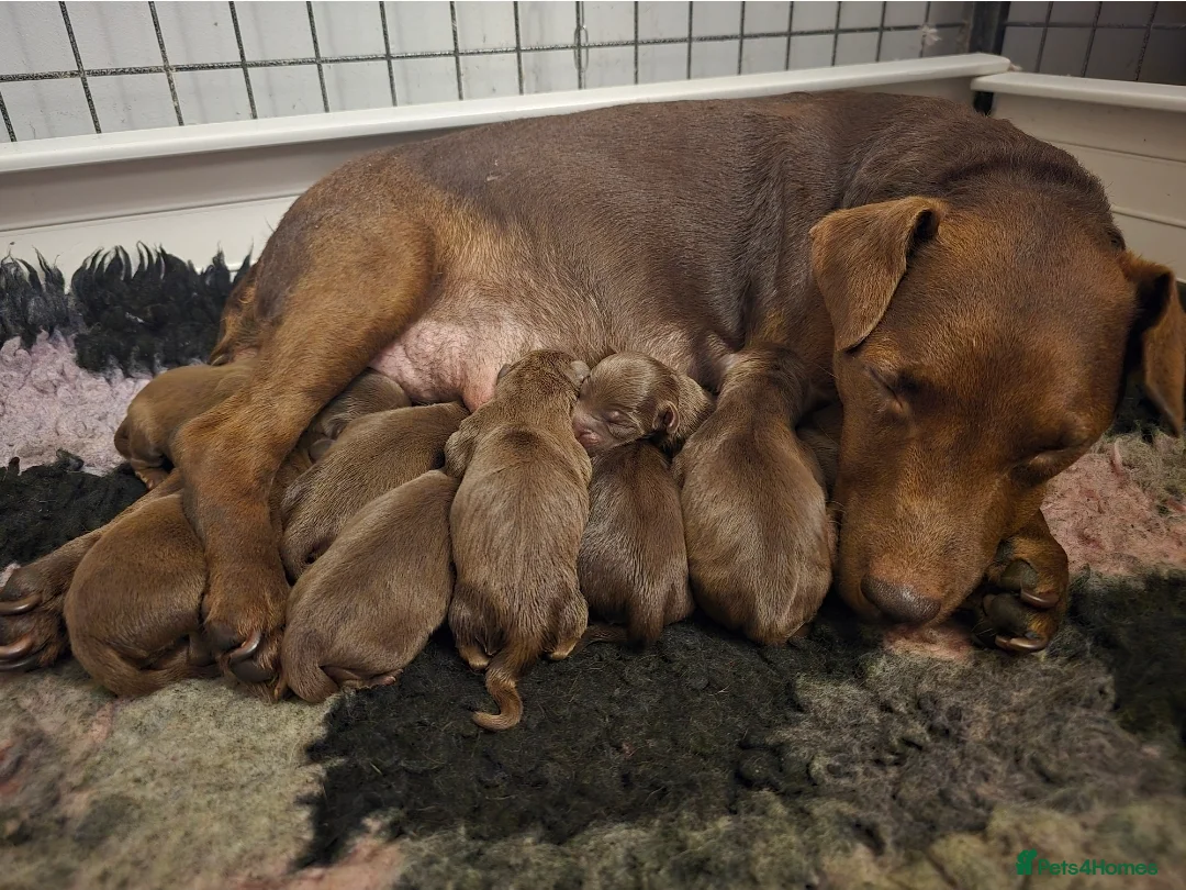 Patterdale Terrier dogs for sale: Smooth coat Chocolate Female Patterdale pup - Advert 5