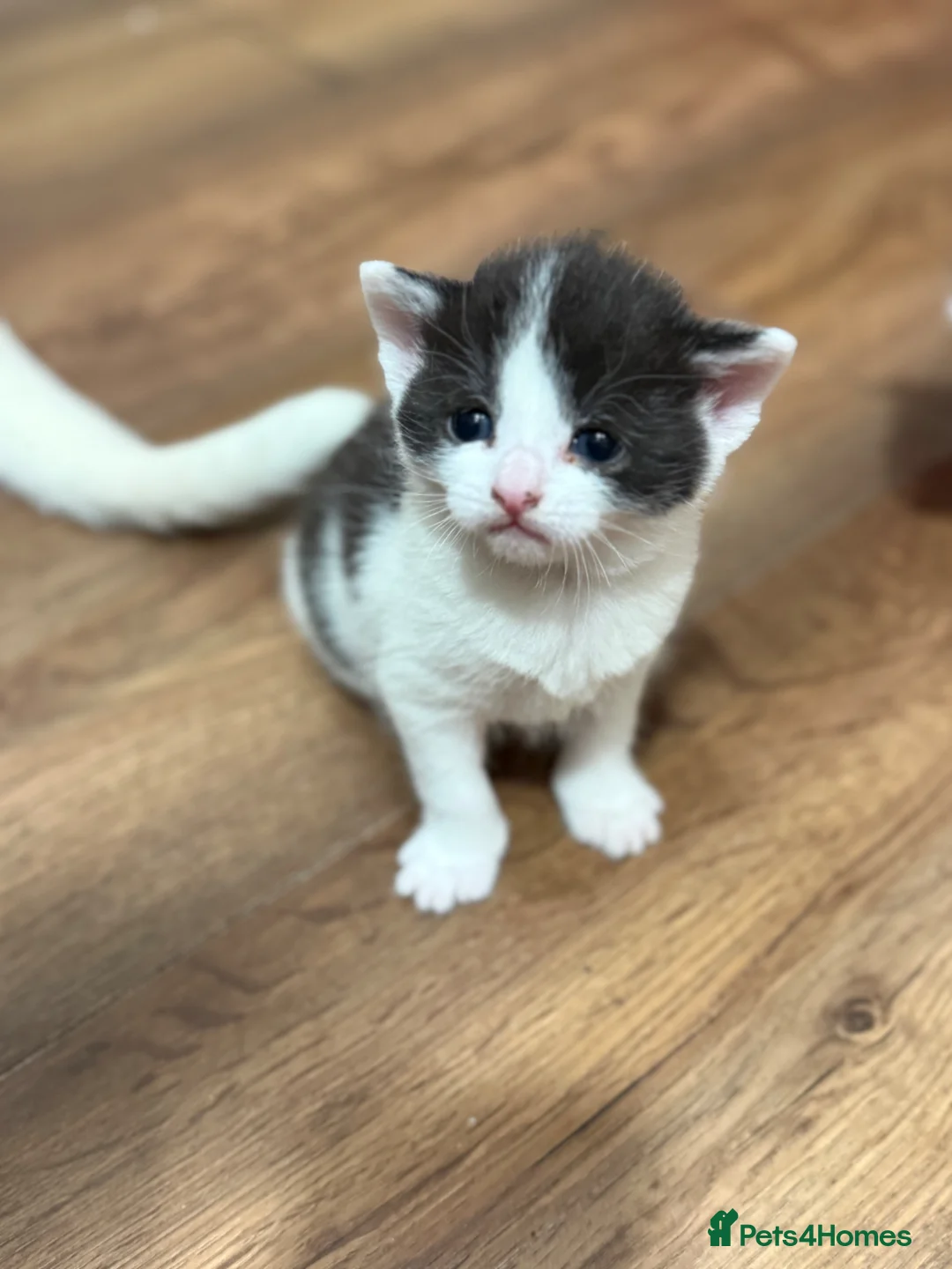 Mixed Breed cats for sale: 5 adorable kitties ready in 3-4 weeks time  - Advert 2