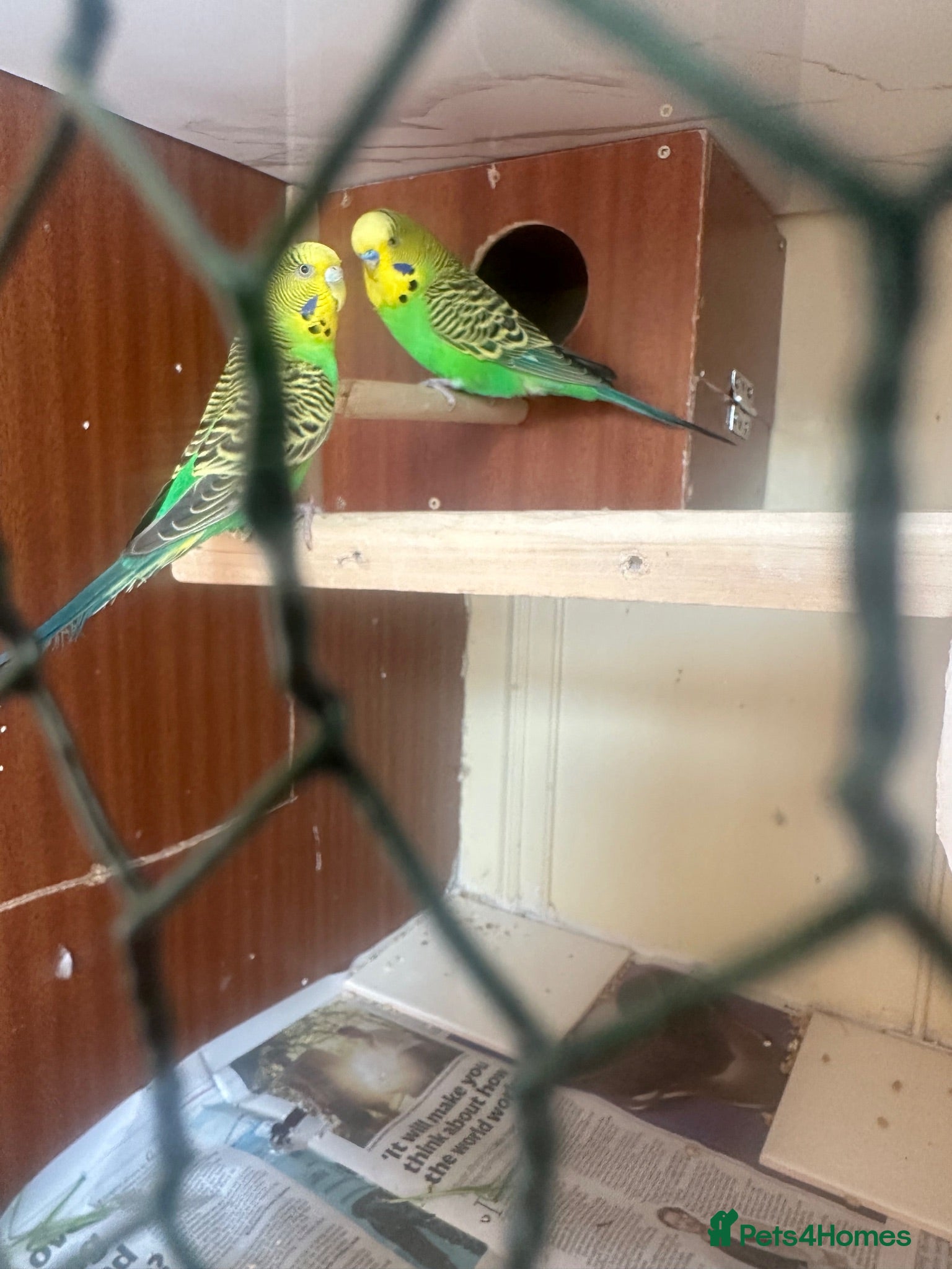 Budgerigars birds Lovely pair in Dagenham  - Advert 1