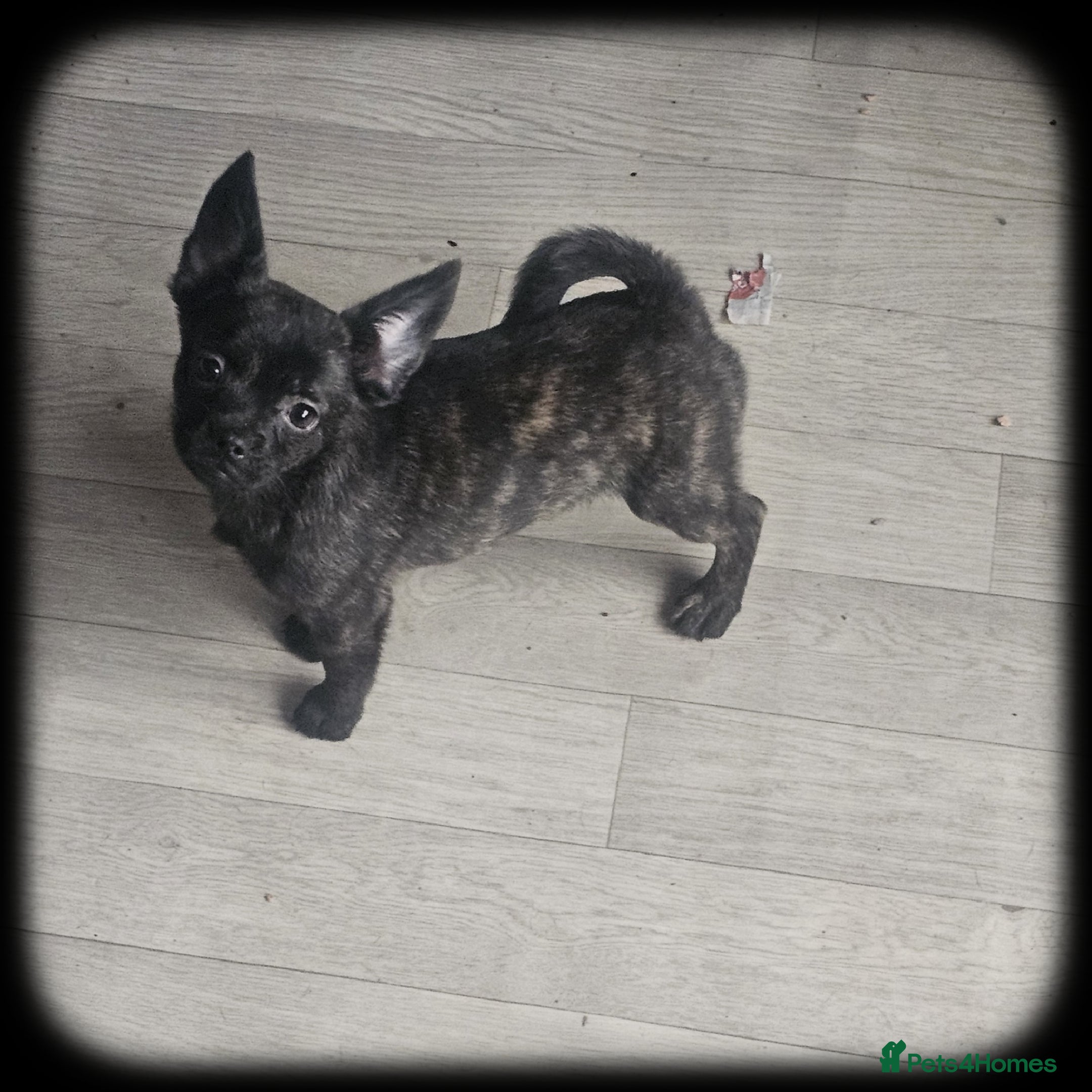 French Bulldog dogs ❤️⭐️ ONE Frenchie Pom GIRL LEFT ❤️⭐️ - Advert 17