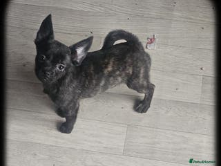 French Bulldog dogs ❤️⭐️ ONE Frenchie Pom GIRL LEFT ❤️⭐️ - Advert 17
