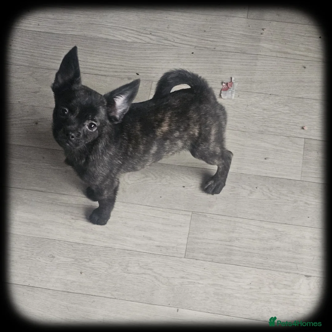 French Bulldog dogs for sale: ❤️⭐️ ONE Frenchie Pom GIRL LEFT ❤️⭐️ - Advert 3