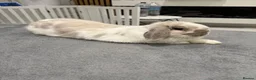 Mini Lop rabbits for sale: Female Mini Lop  in Benfleet - Advert 3