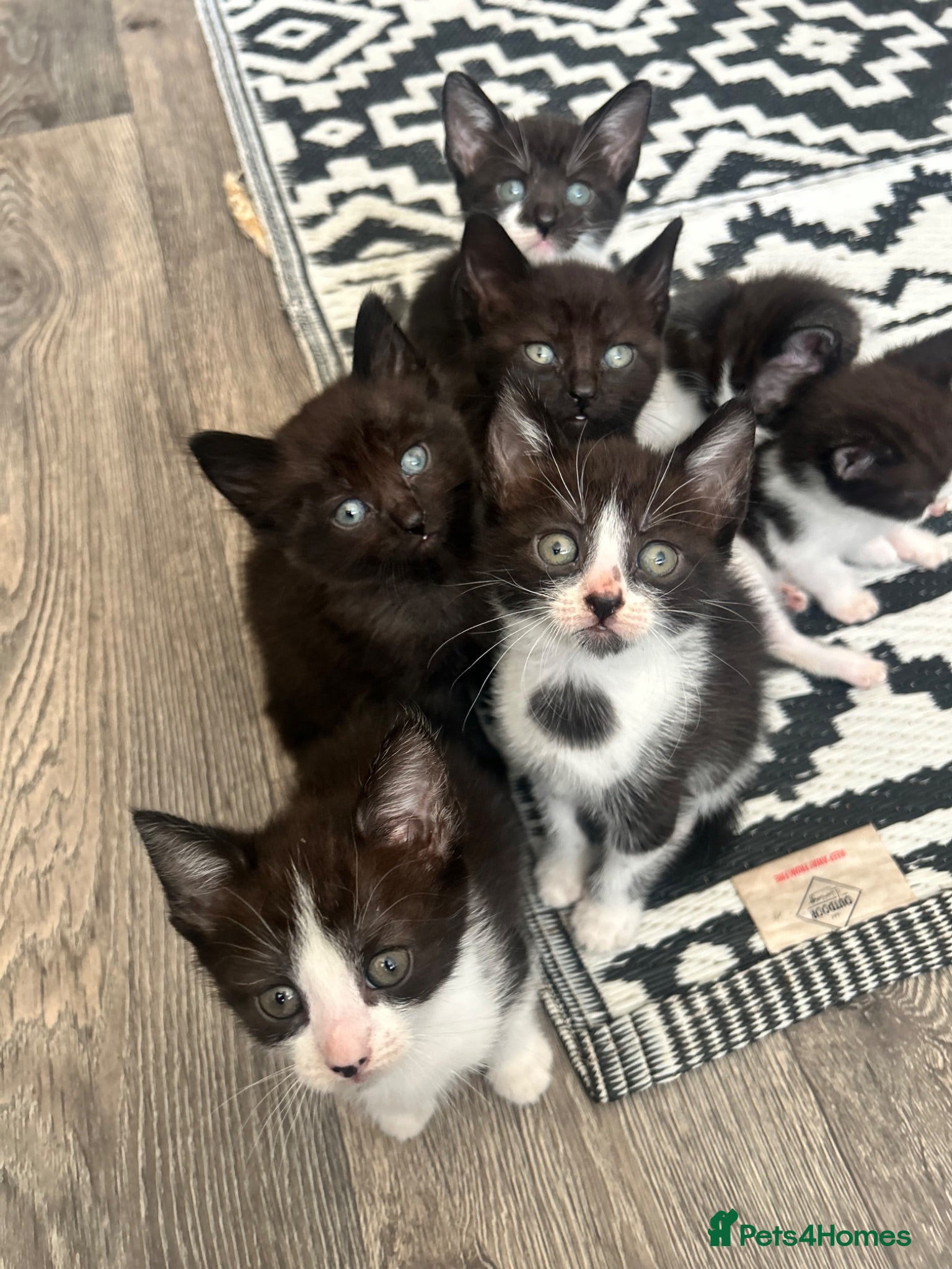 Mixed Breed cats Kittens rehoming  - Advert 4