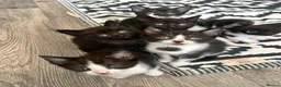 Mixed Breed cats for sale: Kittens rehoming  - Advert 1
