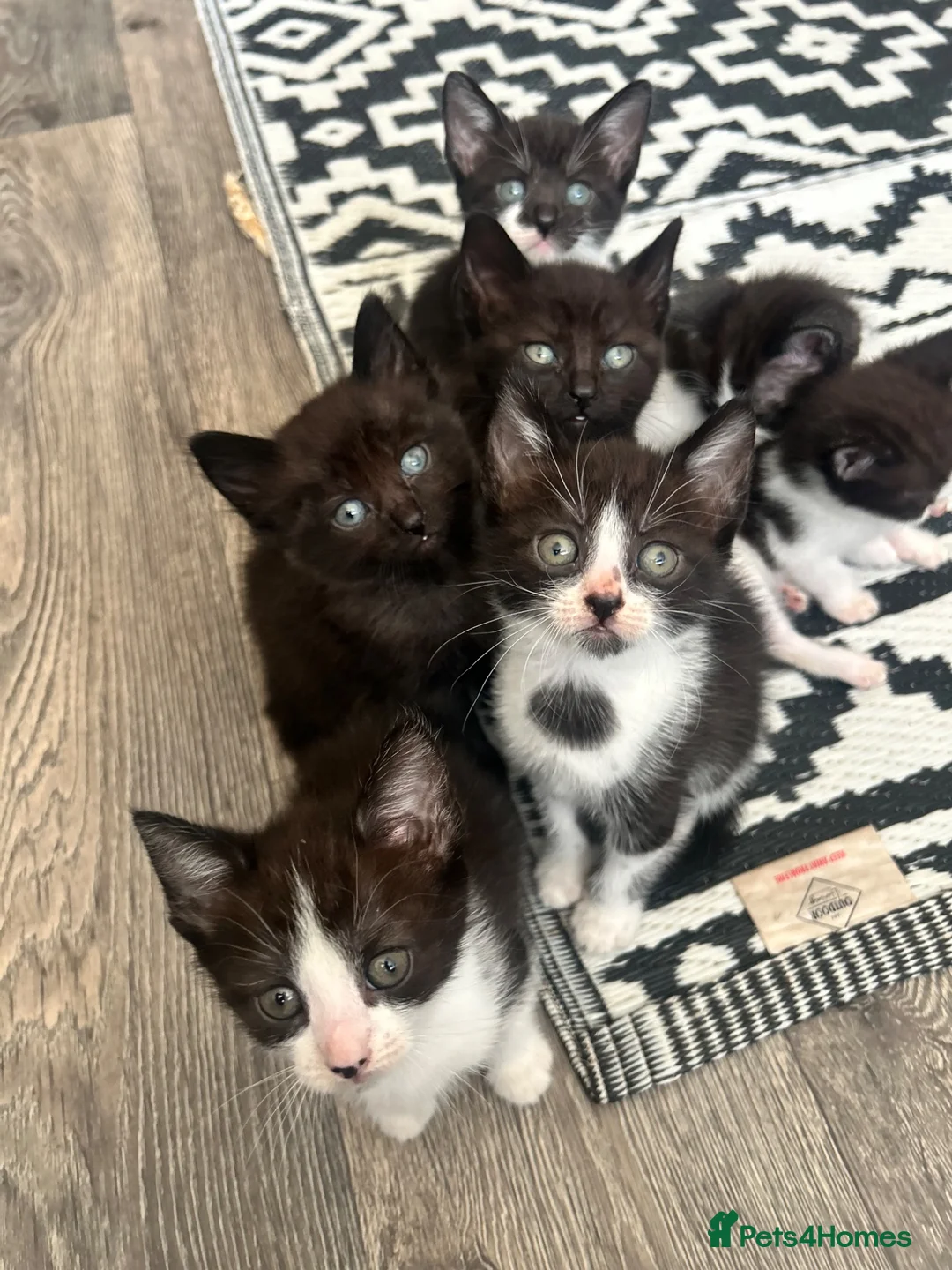 Mixed Breed cats for sale: Kittens rehoming  - Advert 1