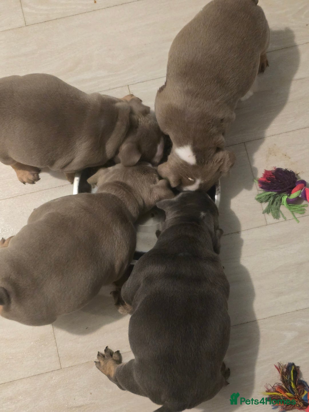 English Bulldog dogs for sale: English bulldog girls - Advert 11