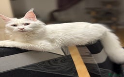 Maine Coon cats for sale: 3 stunning babies left - Image 14