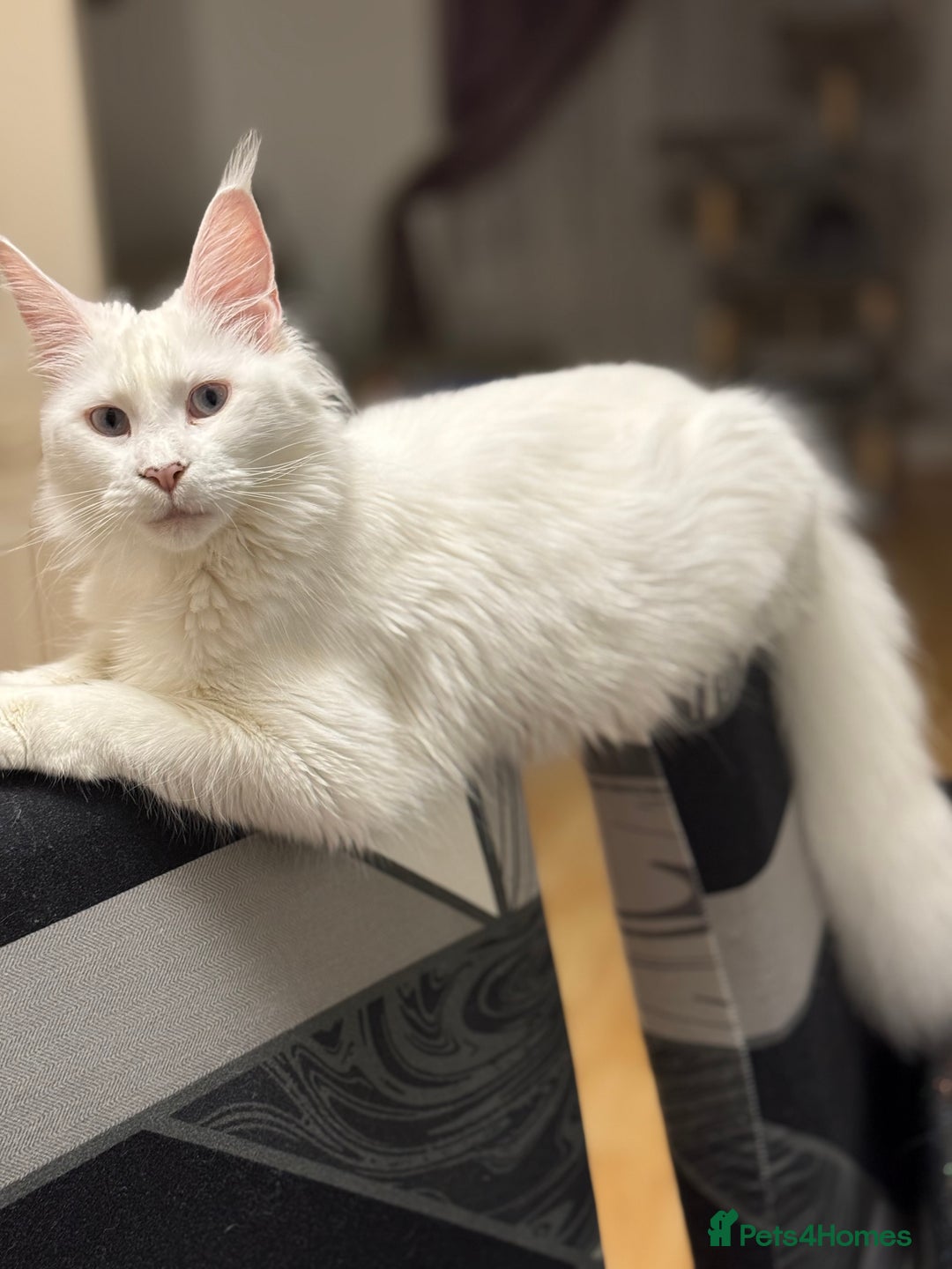 Maine Coon cats for sale: 3 stunning babies left - Image 14