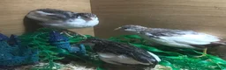 Quail poultry for sale: QUAIL HATCHING EGGS/CHINESE PAINTED BUTTONS - Advert 23