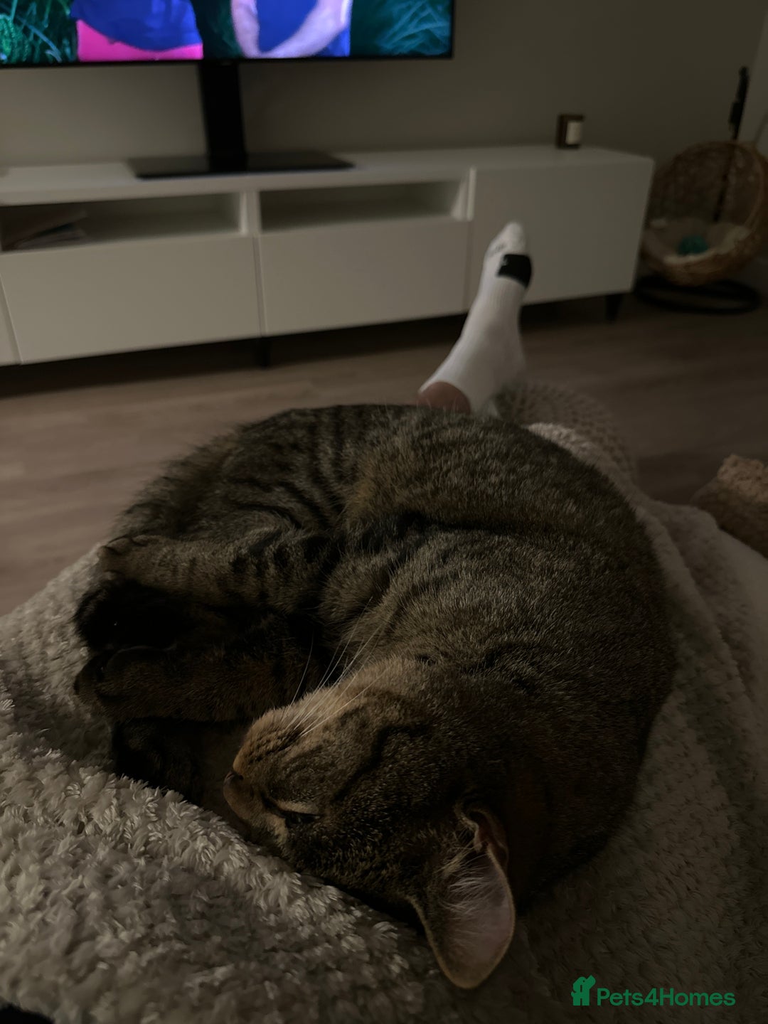 American Bobtail cats for sale: Cuddly Lap Cat - Image 4
