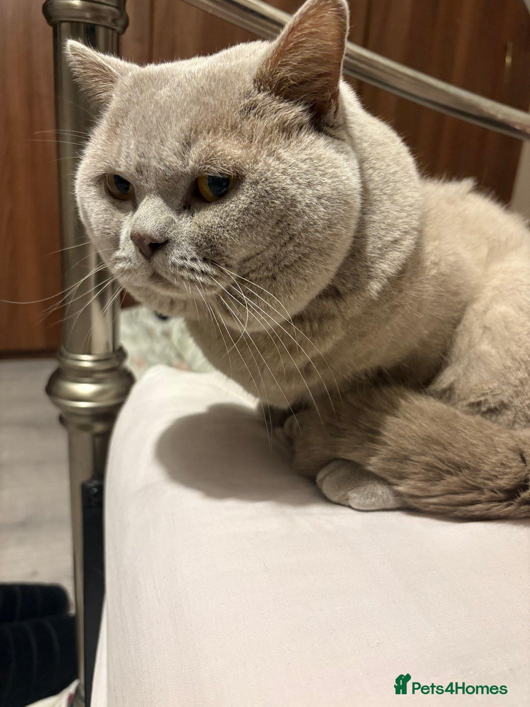 British Shorthair cats for sale: Male British shorthair  - Advert 3
