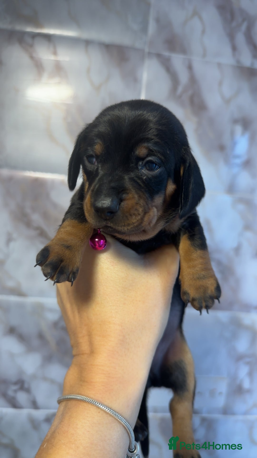 Dachshund dogs for sale: Lovely little Dashound puppies - Advert 14