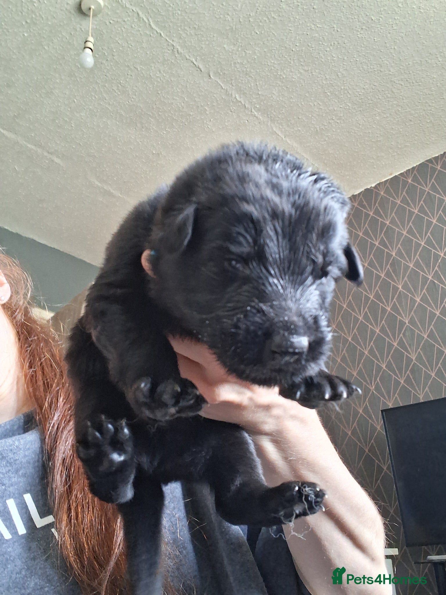 German Shepherd dogs for sale: German shepherd puppies  - Advert 6