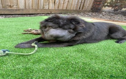 Shar Pei dogs for adoption: Lovely Sharpei bear coat looking for forever home - Image 1
