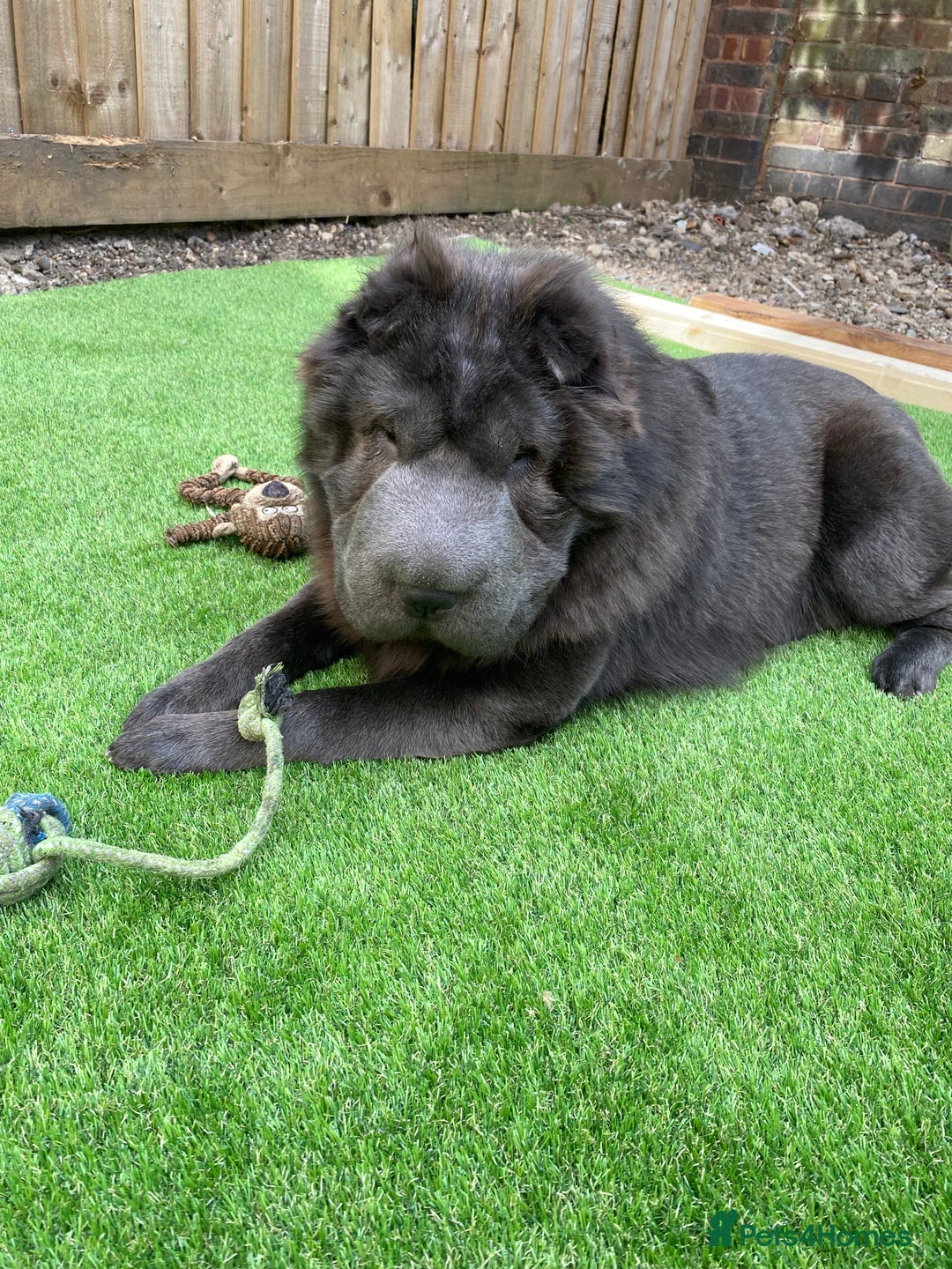 Shar Pei dogs for adoption: Lovely Sharpei bear coat looking for forever home - Image 1