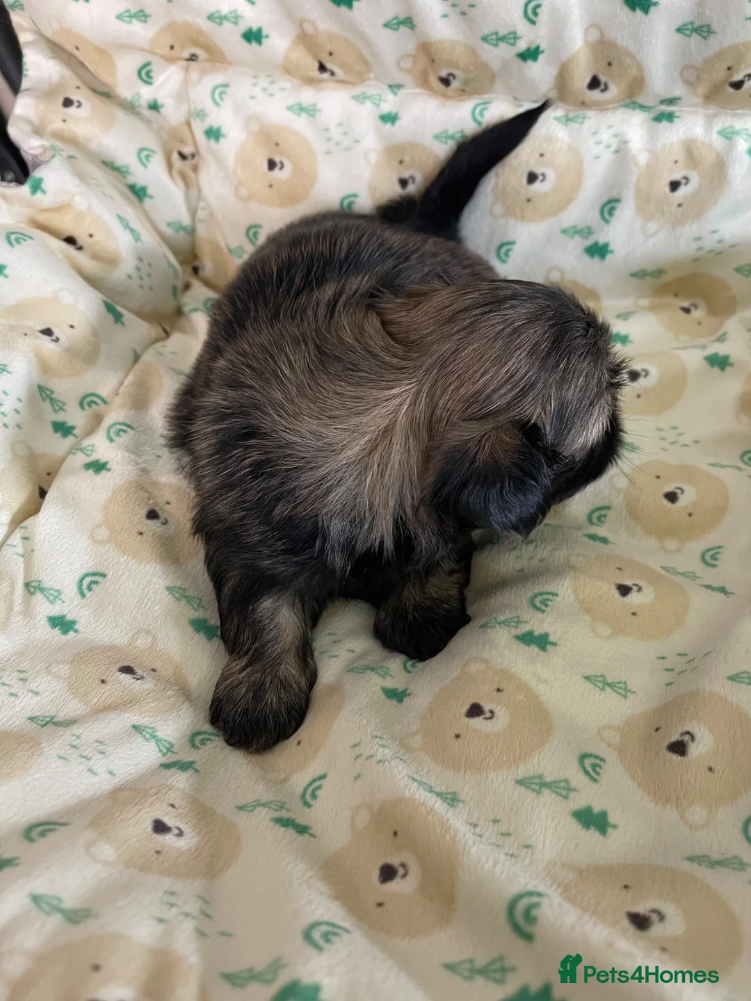 Shih Tzu dogs for sale: imperial karishishi dobie shih tzu in Nottingham - Advert 22