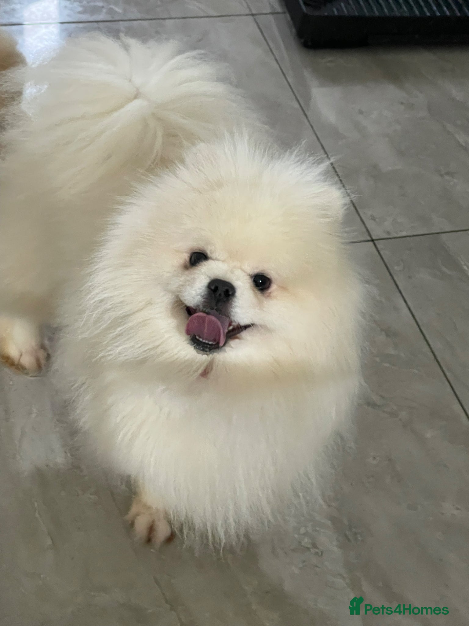 Pomeranian dogs for sale: Xxxx small pure white KC puppies  - Advert 14