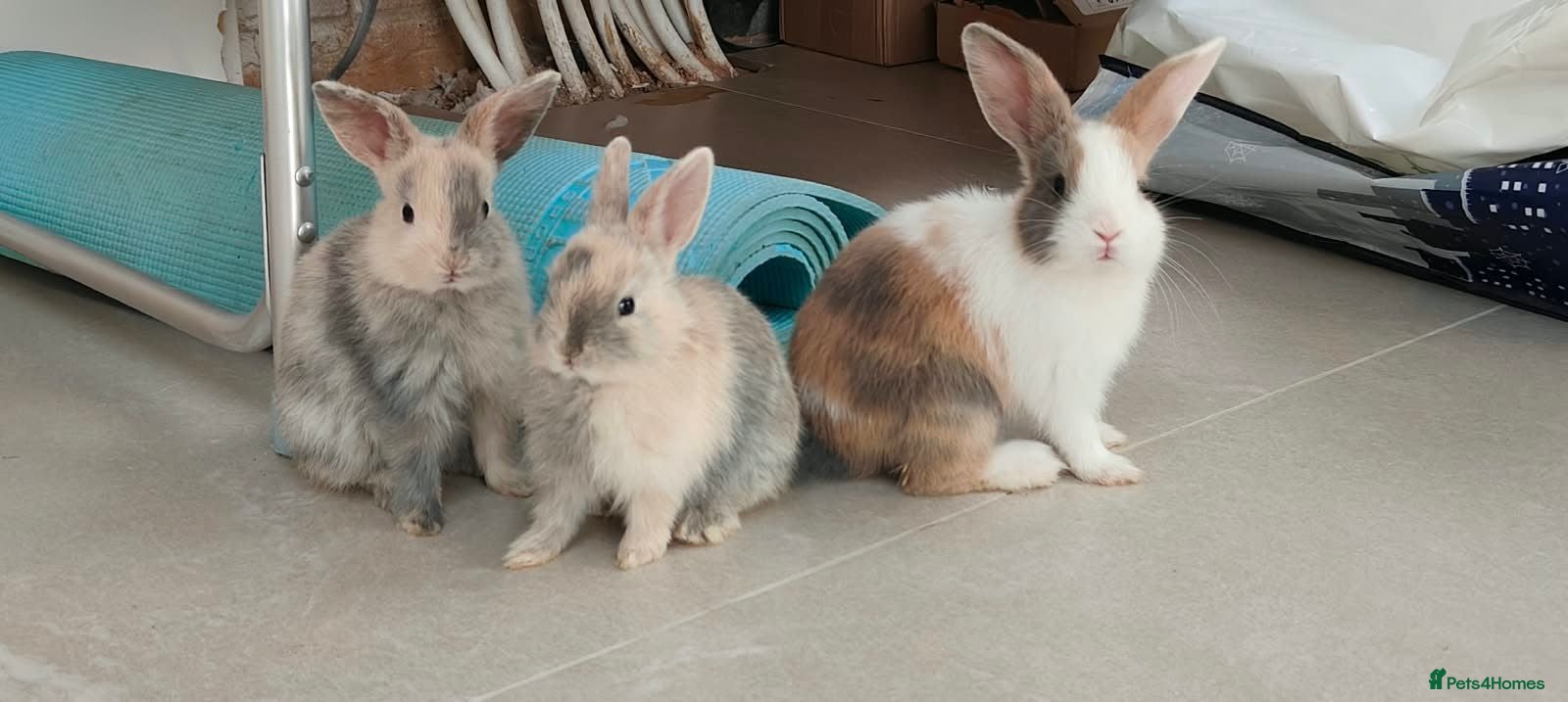 Netherland Dwarf rabbits Gorgeous Baby Rabbits Looking for Lovely Home - Advert 4